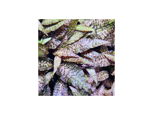 레어수초 올해 화제의 아이템