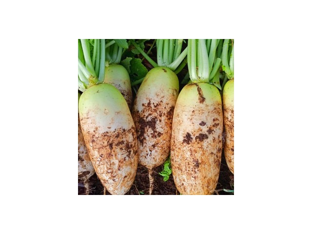 제주무10kg 추천 후회 없는 쇼핑 가이드