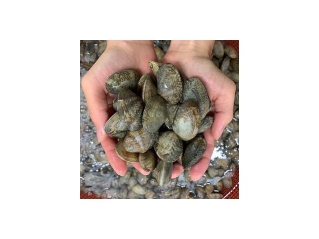 해감바지락1kg 추천 TOP10 내돈내산 구매 아이템